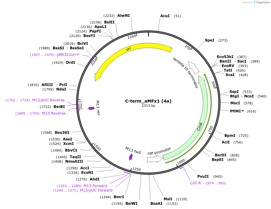 238900-plasmid-map-sequence-id-482780