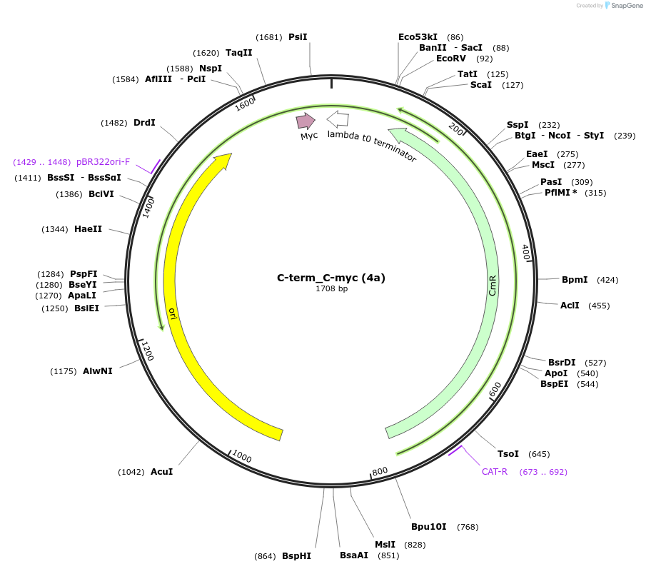238907-plasmid-map-sequence-id-482782