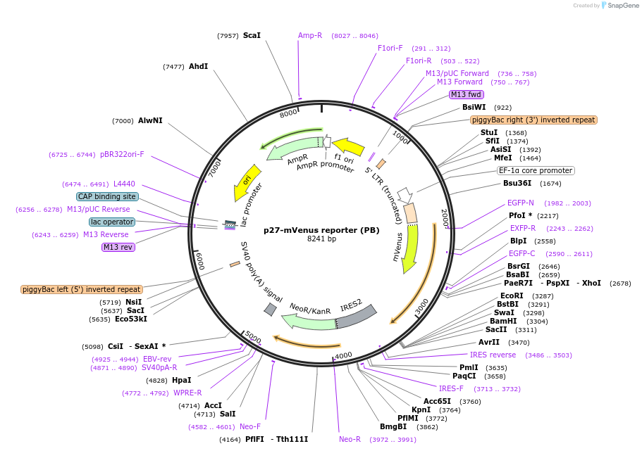 190731-plasmid-map-sequence-id-482793