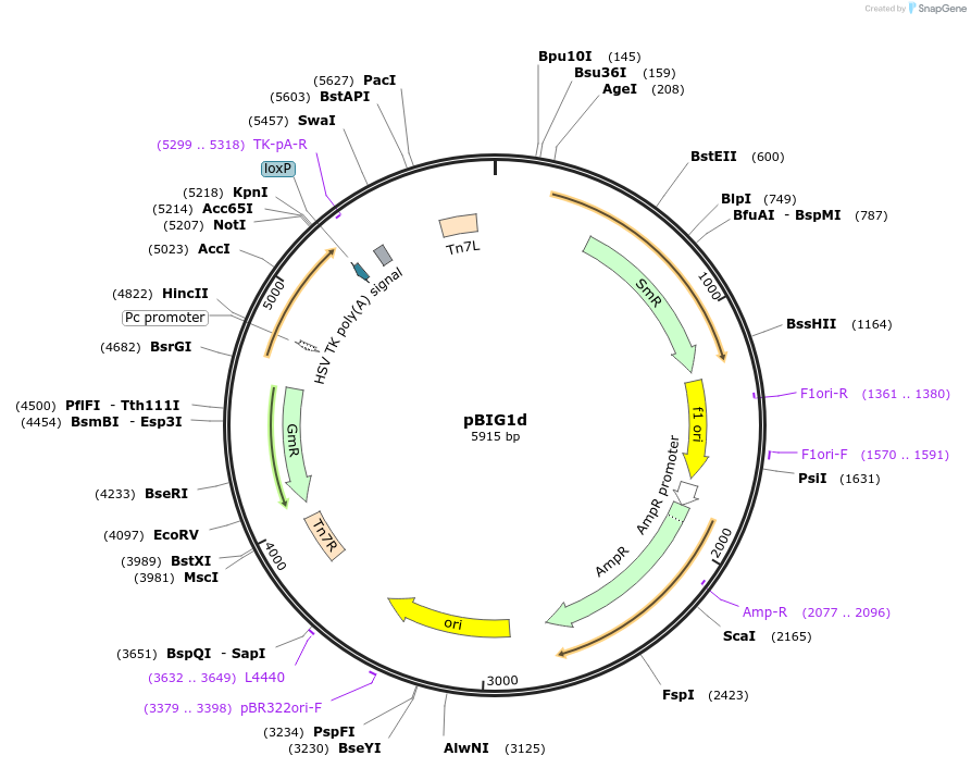 80614-plasmid-map-sequence-id-482795