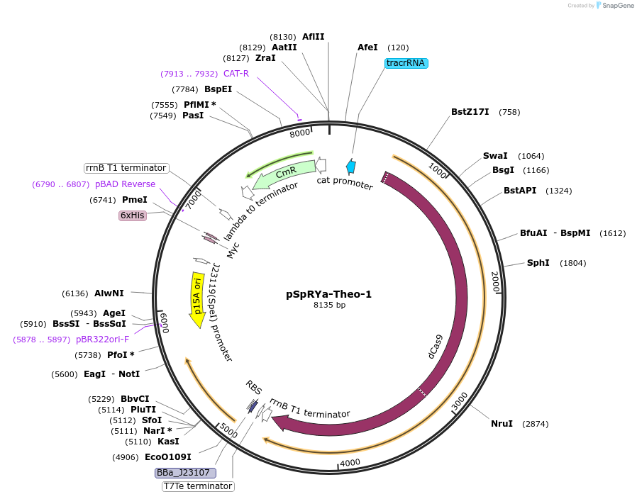 240208-plasmid-map-sequence-id-482802
