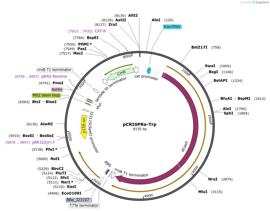 240209-plasmid-map-sequence-id-482803