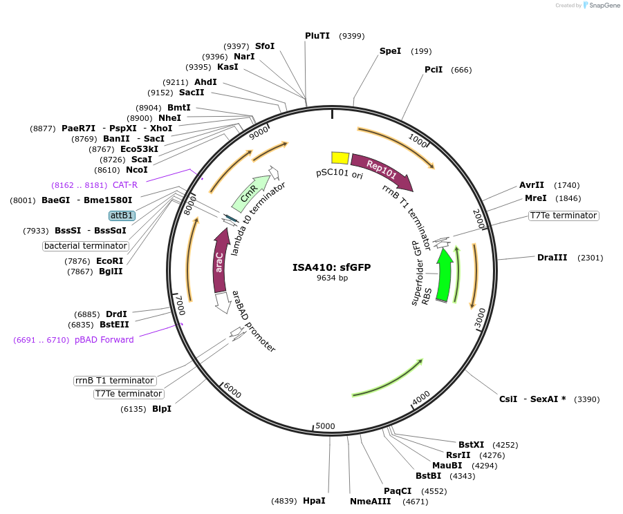 241969-plasmid-map-sequence-id-482805