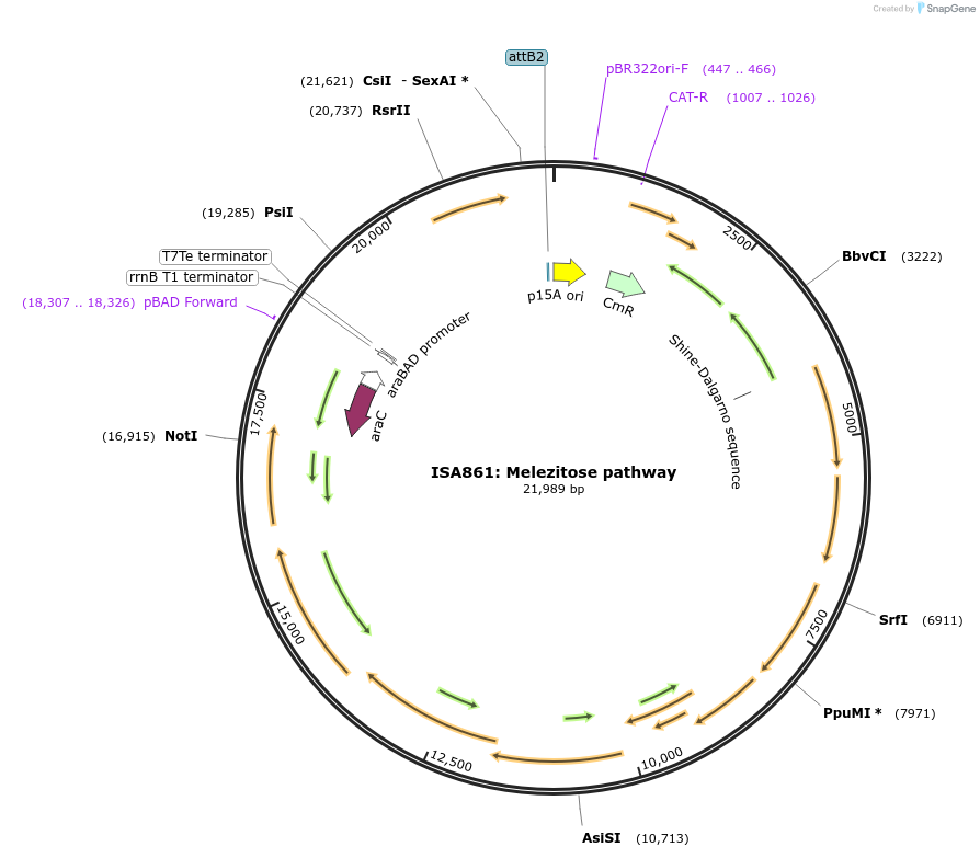 241971-plasmid-map-sequence-id-482806