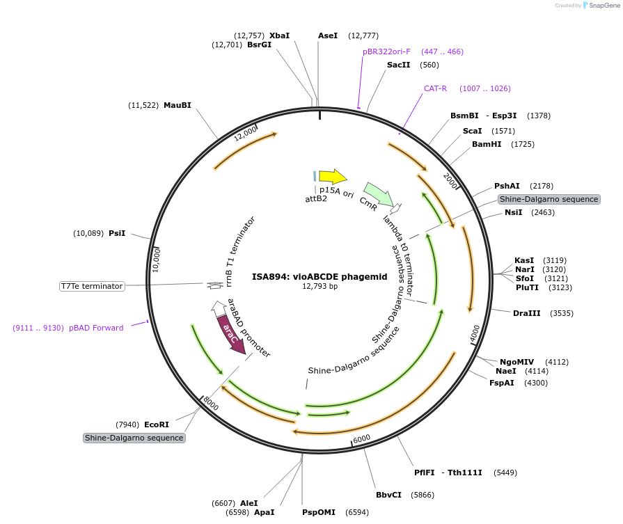 241972-plasmid-map-sequence-id-482807