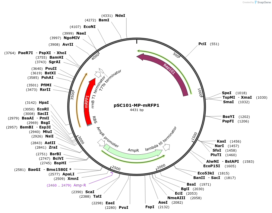 240204-plasmid-map-sequence-id-482809