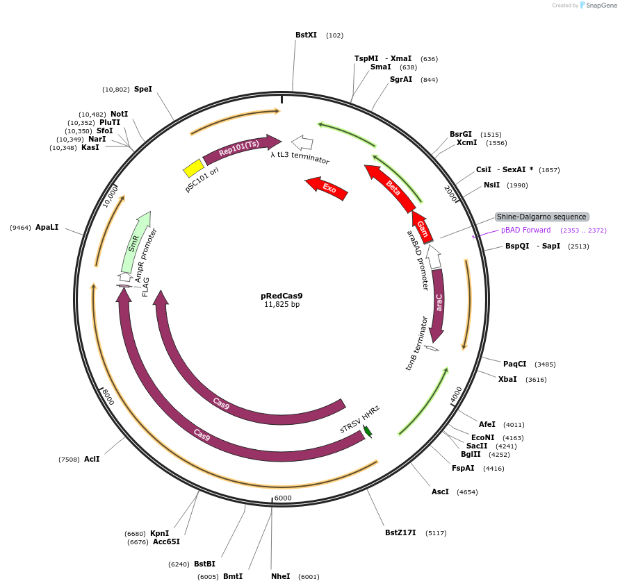 240153-plasmid-map-sequence-id-482811