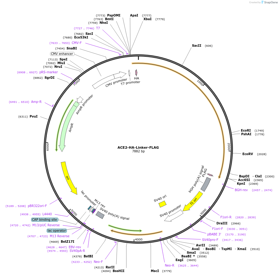 240602-plasmid-map-sequence-id-482812
