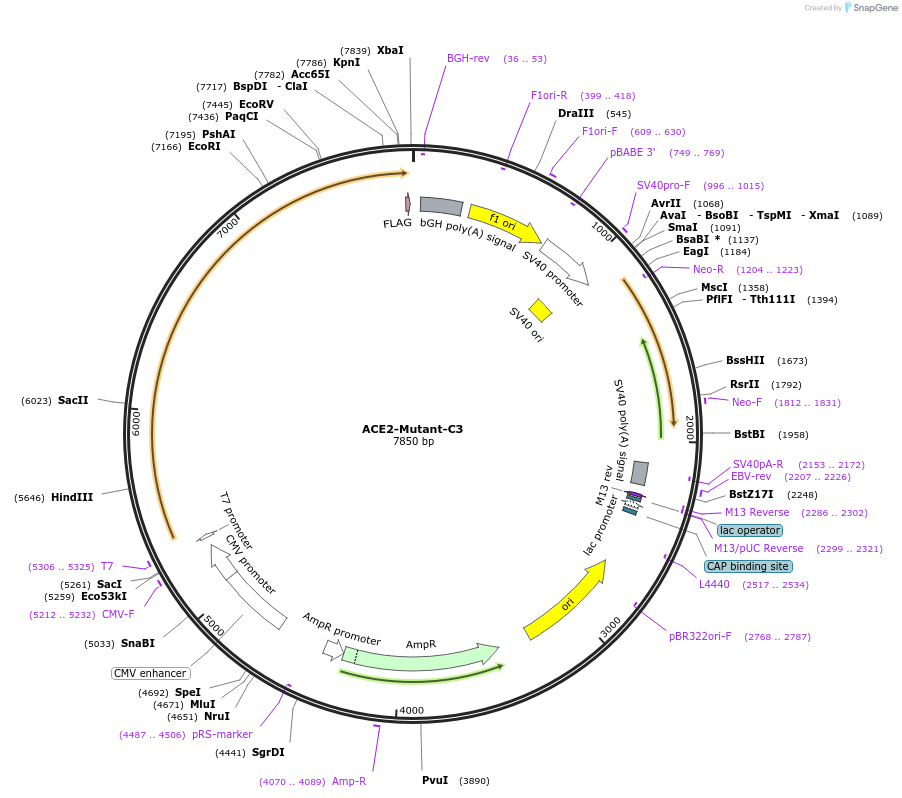 240607-plasmid-map-sequence-id-482813