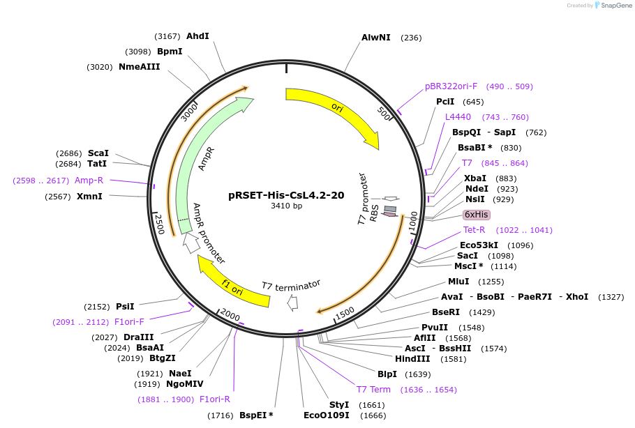 242351-plasmid-map-sequence-id-482815