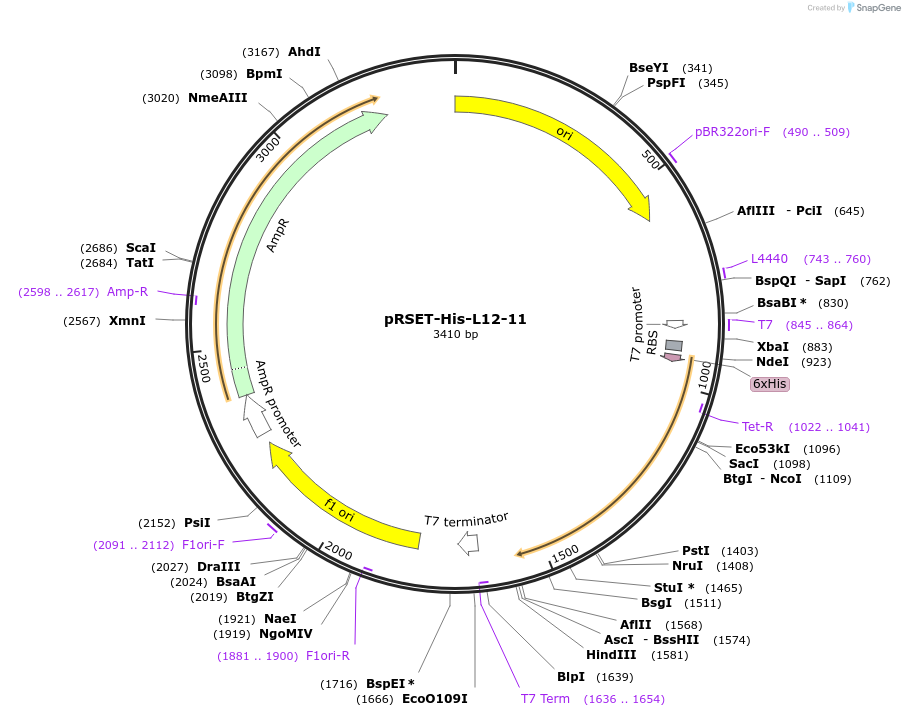 242346-plasmid-map-sequence-id-482816