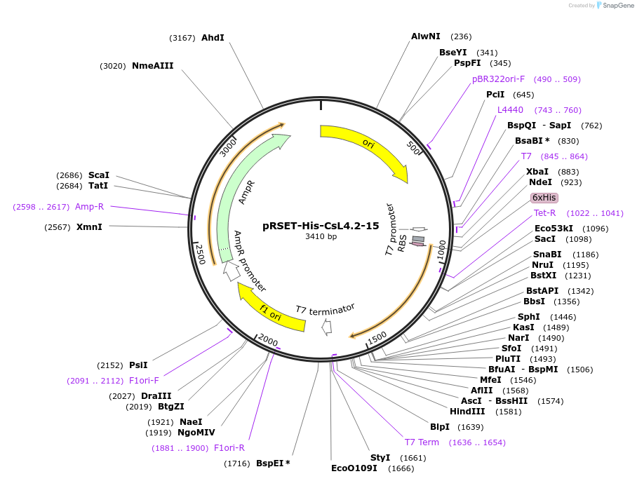 242350-plasmid-map-sequence-id-482817