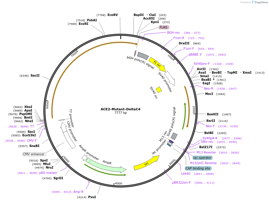 240609-plasmid-map-sequence-id-482819