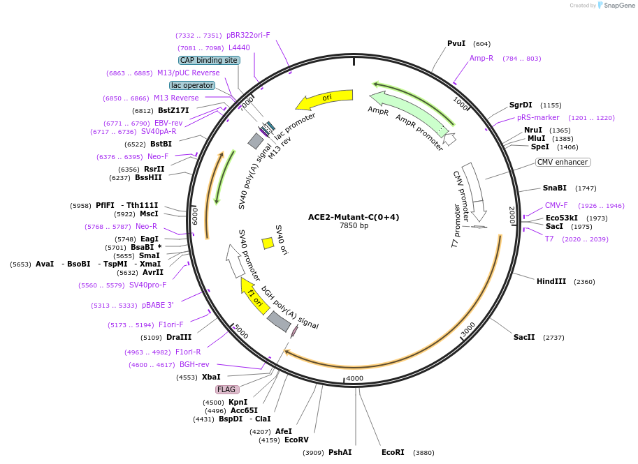240610-plasmid-map-sequence-id-482820