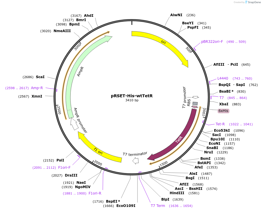 242345-plasmid-map-sequence-id-482822