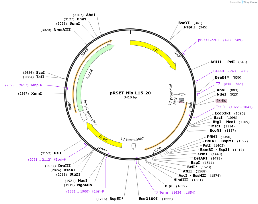 242349-plasmid-map-sequence-id-482827