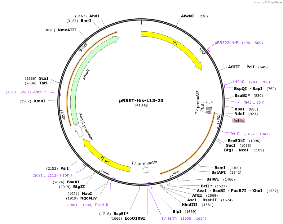 242348-plasmid-map-sequence-id-482830