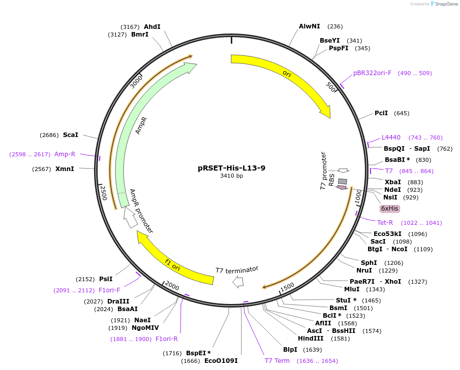242347-plasmid-map-sequence-id-482831