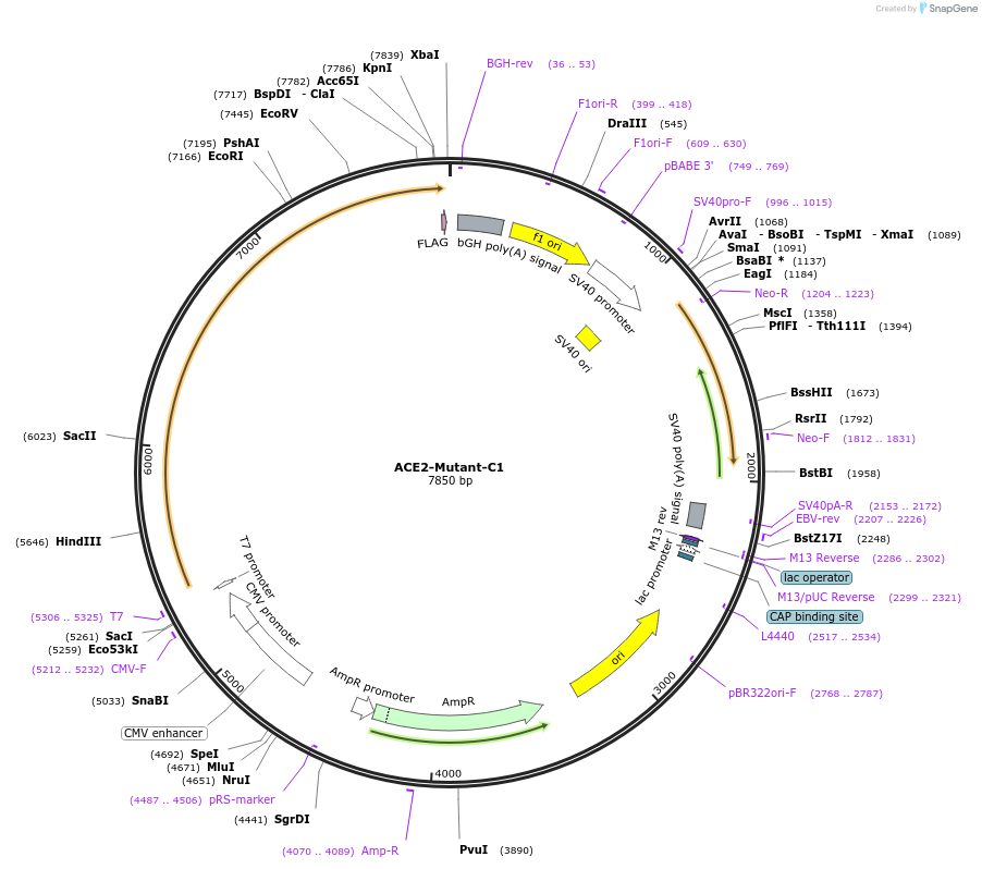 240604-plasmid-map-sequence-id-482832