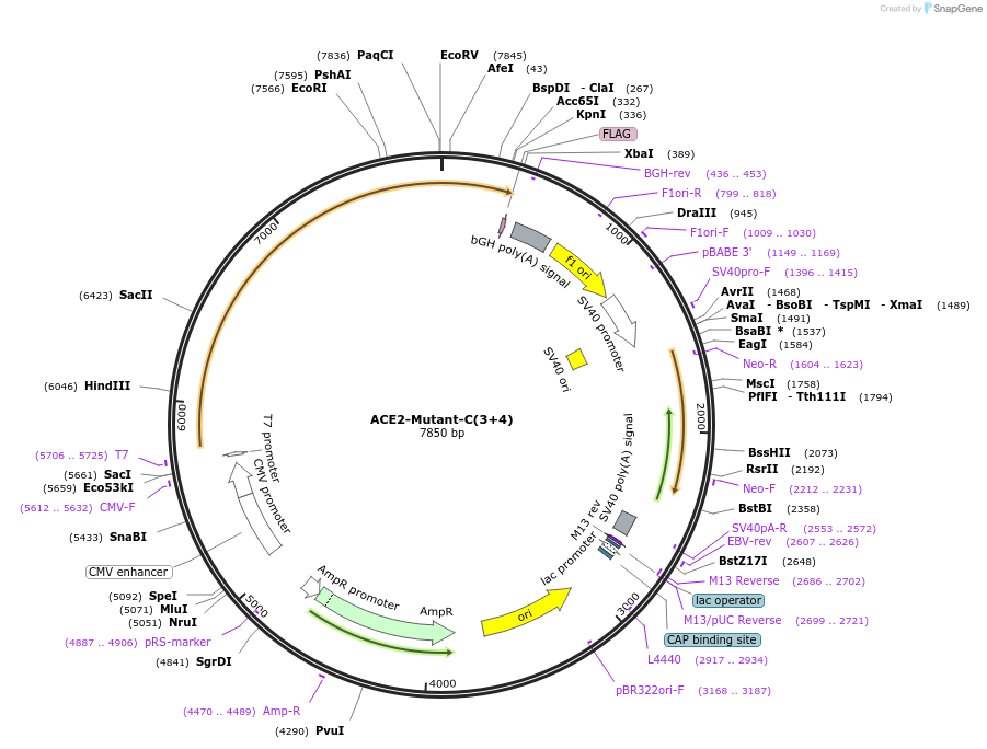 240611-plasmid-map-sequence-id-482833
