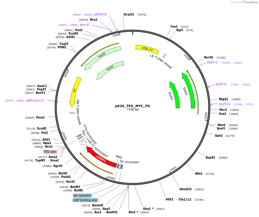 240676-plasmid-map-sequence-id-482834