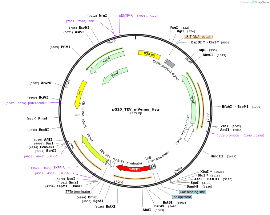 240651-plasmid-map-sequence-id-482838
