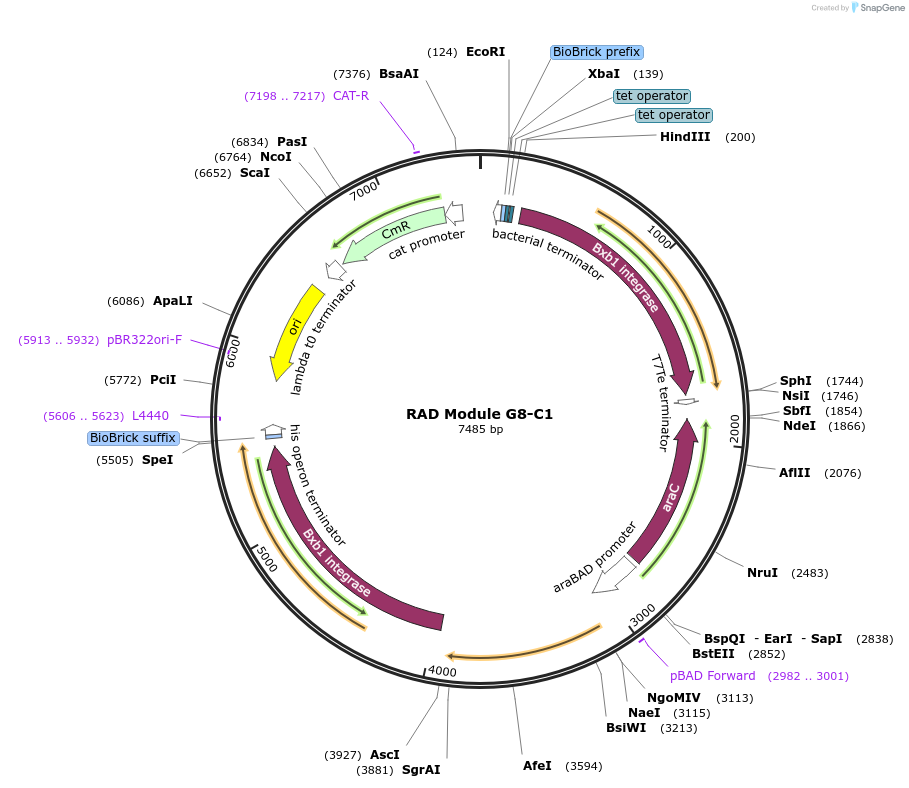 38208-plasmid-map-sequence-id-48284