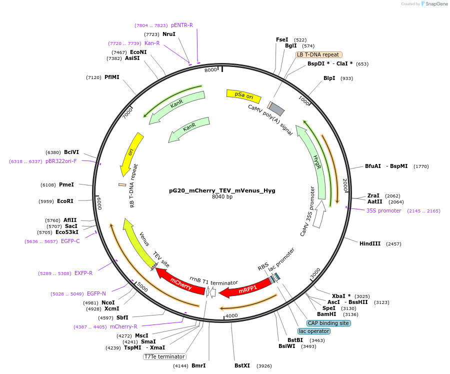 240653-plasmid-map-sequence-id-482844