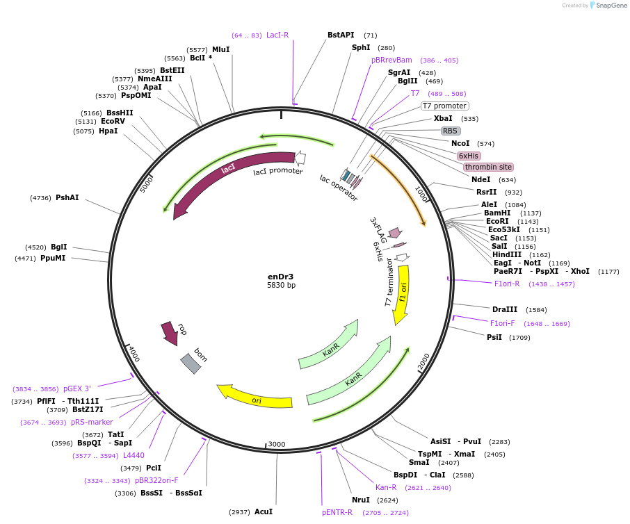 241030-plasmid-map-sequence-id-482847