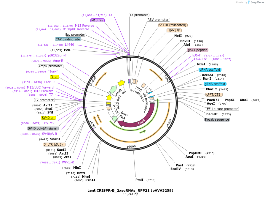 239327-plasmid-map-sequence-id-482849