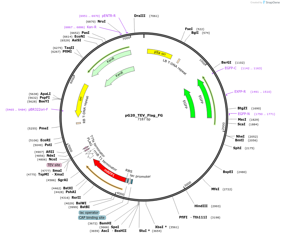 240678-plasmid-map-sequence-id-482851