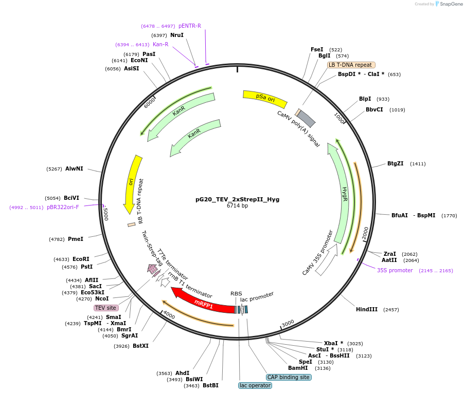 240655-plasmid-map-sequence-id-482852