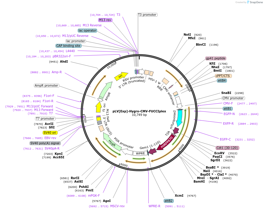 240221-plasmid-map-sequence-id-482861