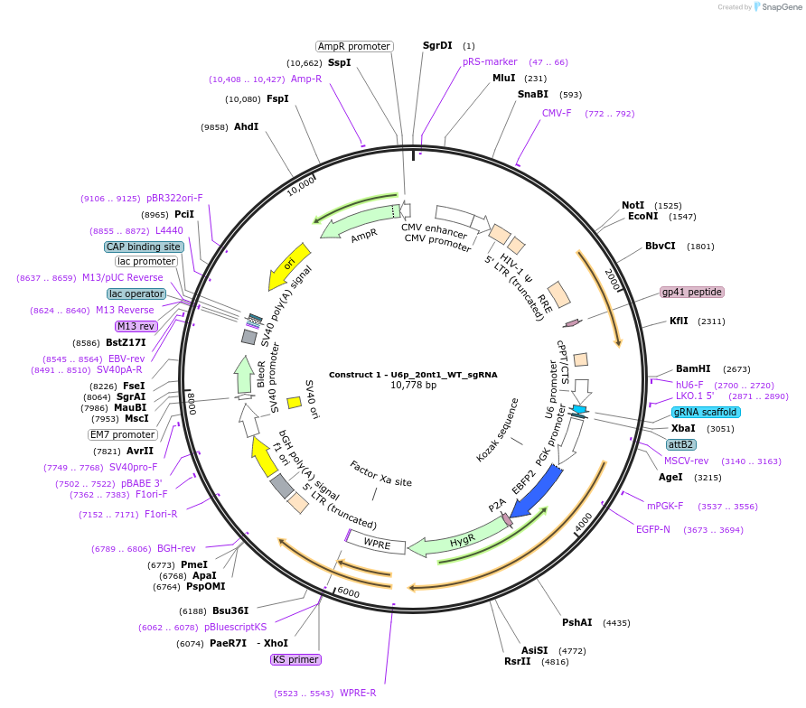 81245-plasmid-map-sequence-id-482862