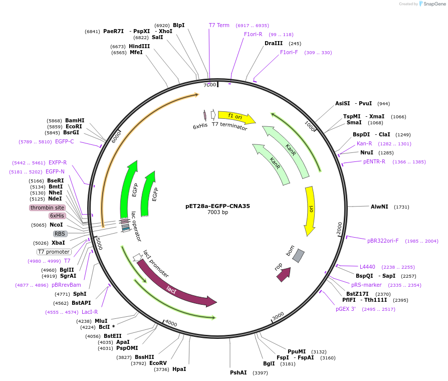 61603-plasmid-map-sequence-id-482864