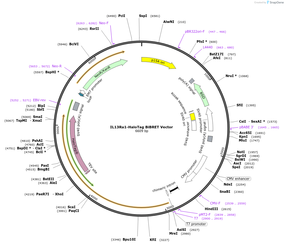 238673-plasmid-map-sequence-id-482865