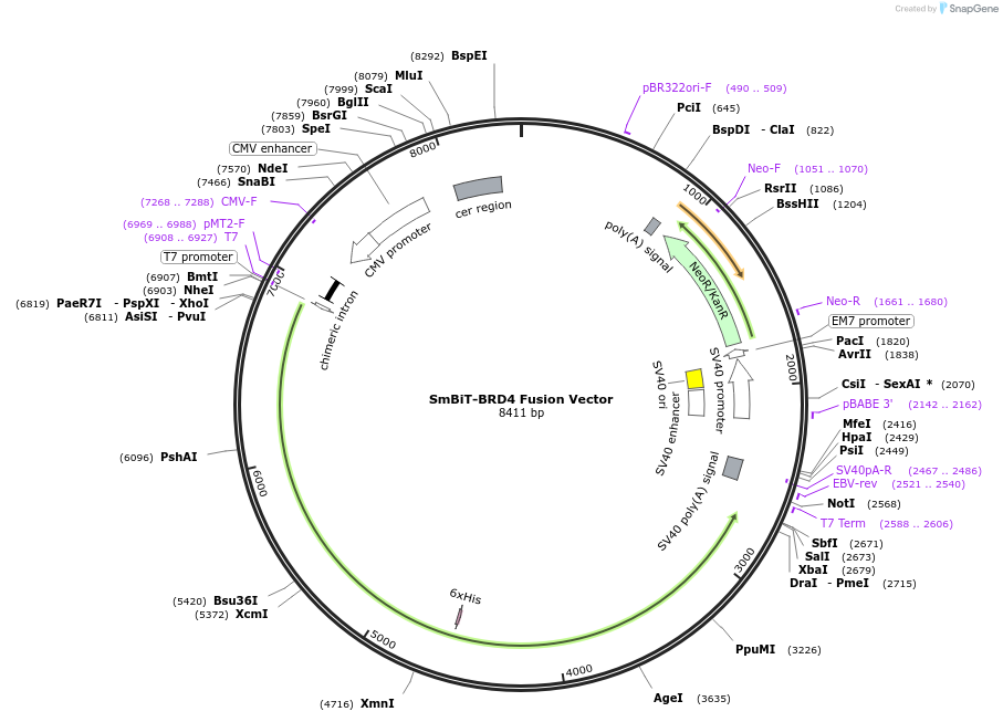 238772-plasmid-map-sequence-id-482868