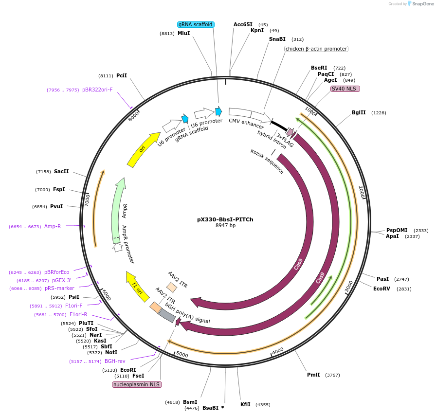 127875-plasmid-map-sequence-id-482883
