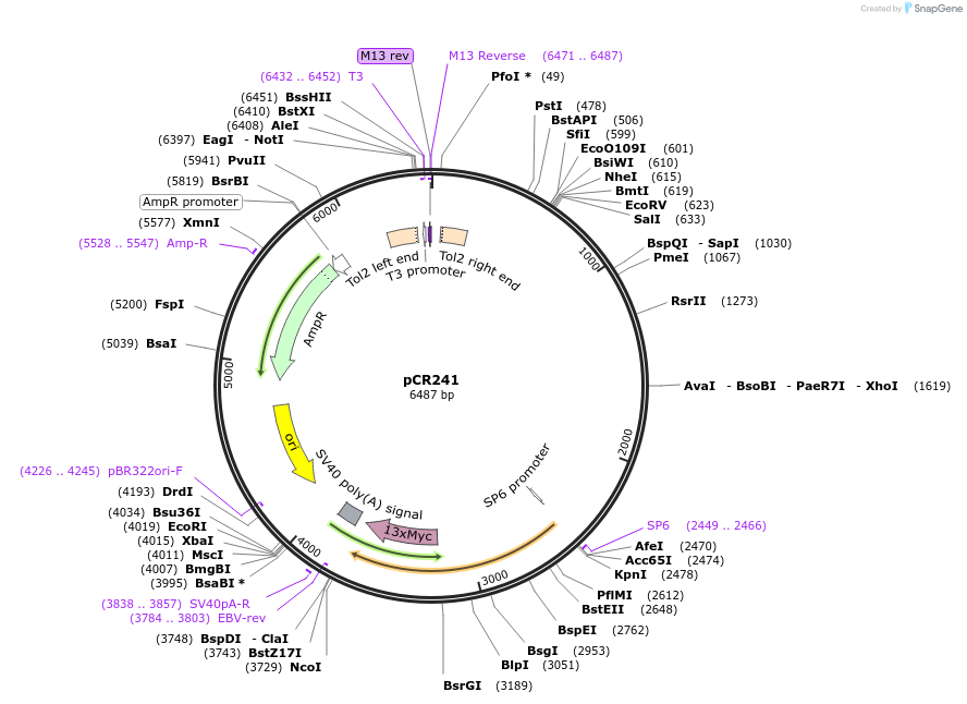 240644-plasmid-map-sequence-id-482908
