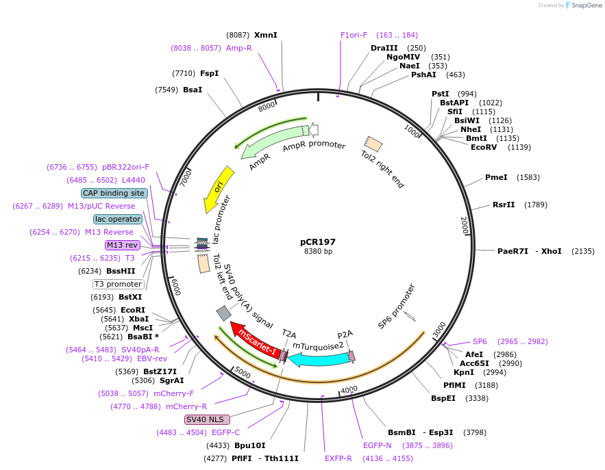 240643-plasmid-map-sequence-id-482910