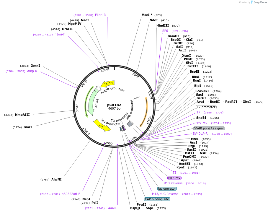 240642-plasmid-map-sequence-id-482913