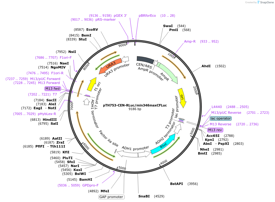38219-plasmid-map-sequence-id-48296