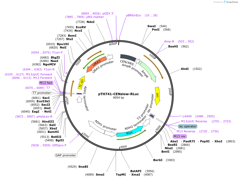 38221-plasmid-map-sequence-id-48300