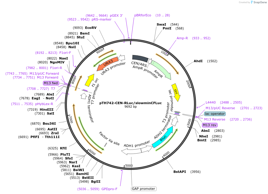 38222-plasmid-map-sequence-id-48301