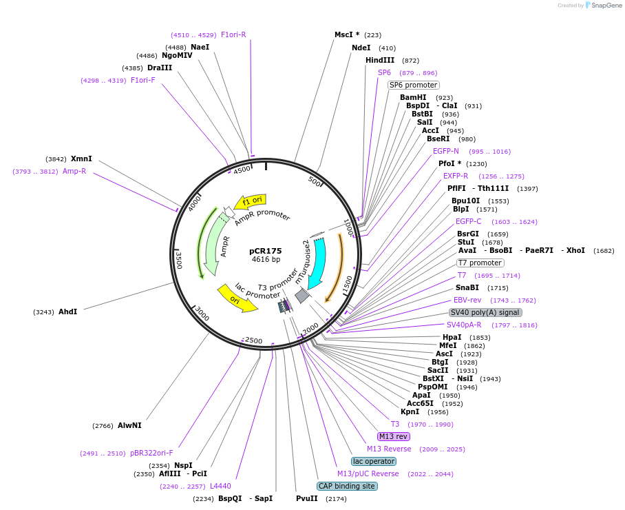 240640-plasmid-map-sequence-id-483016