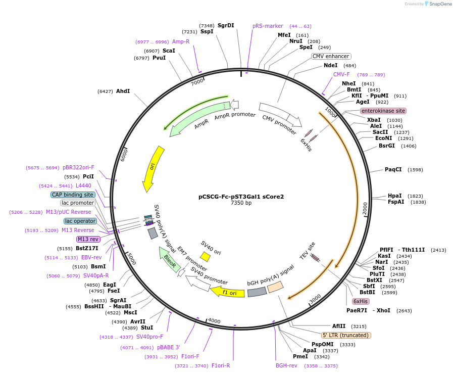 228822-plasmid-map-sequence-id-483020