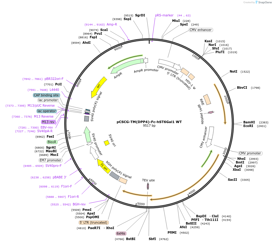 239826-plasmid-map-sequence-id-483022