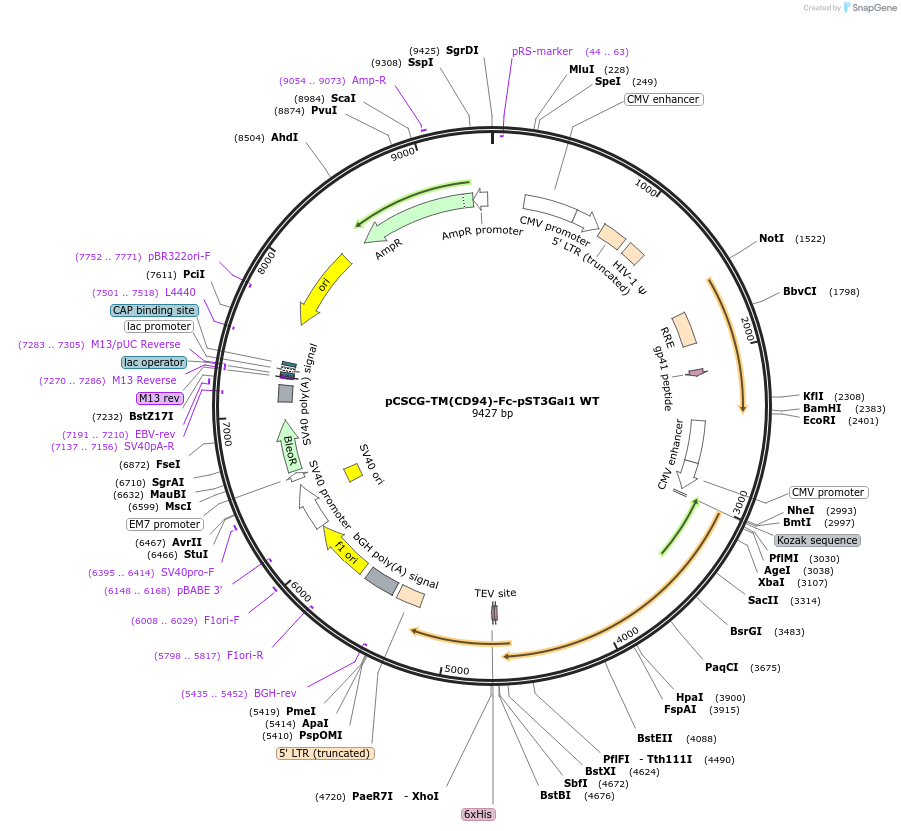 239821-plasmid-map-sequence-id-483023
