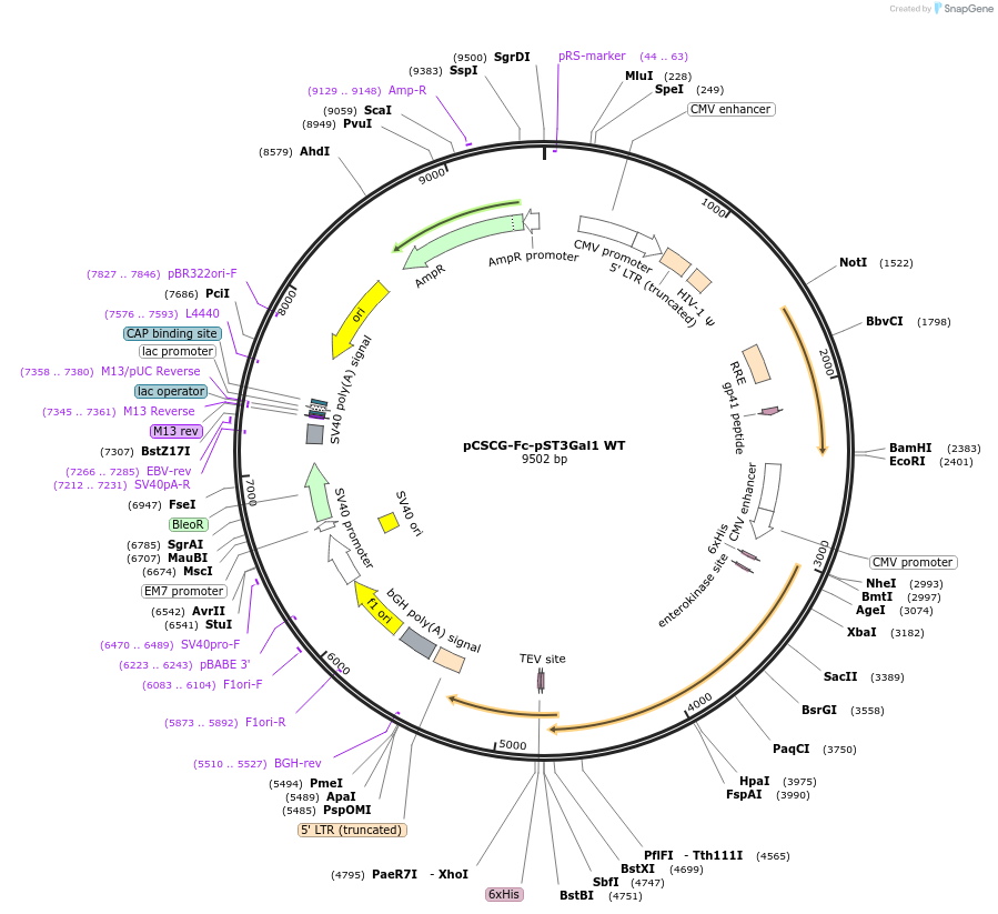 228819-plasmid-map-sequence-id-483024