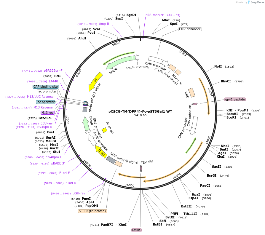 239822-plasmid-map-sequence-id-483025